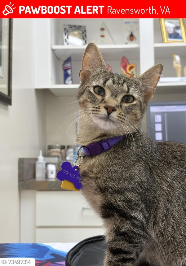 Lost Female Cat last seen Intersection at Inverchapel Rd. and Kepler Ln, Ravensworth, VA 22151