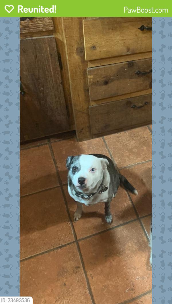 Reunited Female Dog last seen Boynton beach library, Boynton Beach, FL 33435
