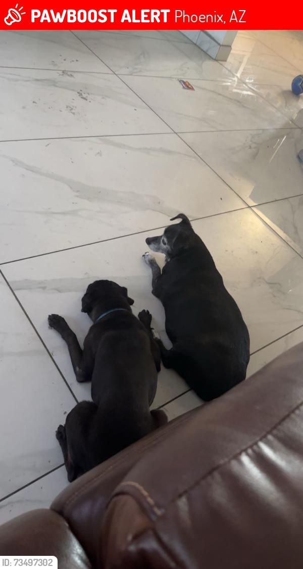 Lost Male Dog last seen 60th ave Encanto Blvd, Phoenix, AZ 85035