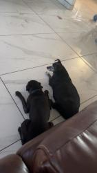 Lost Male Dog last seen 60th ave Encanto Blvd, Phoenix, AZ 85035