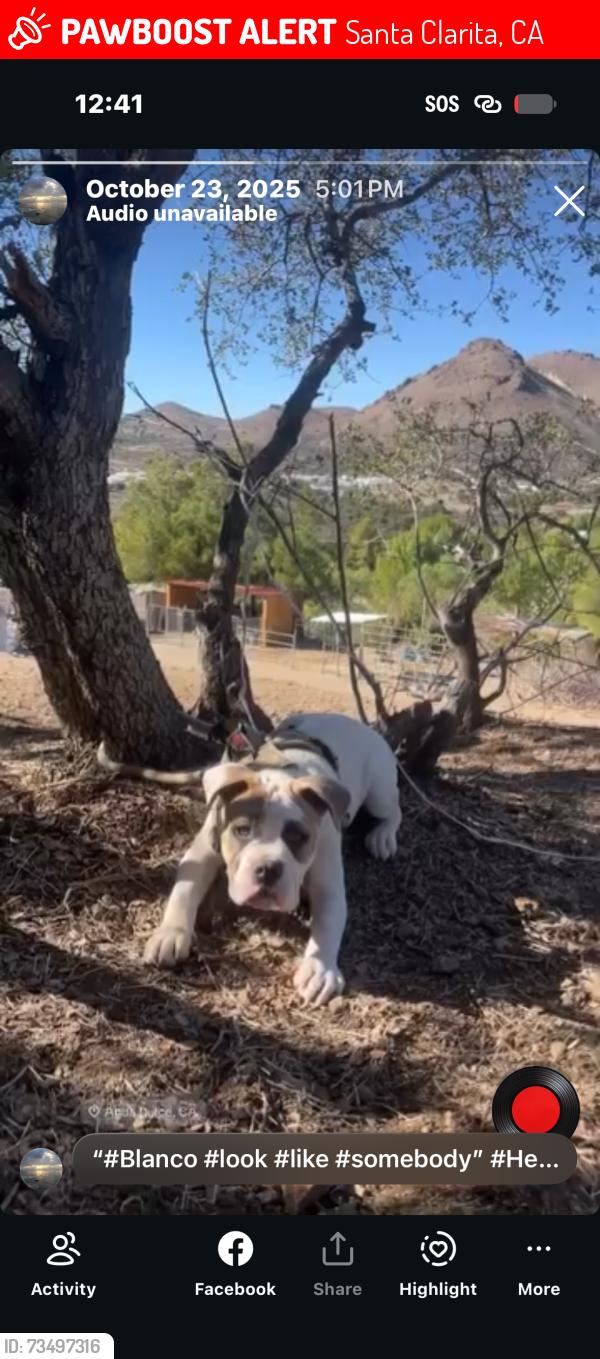 Lost Male Dog last seen Public Storage Self-Storage Units at 28111 Kelly Johnson Pkwy, Valencia, CA, Santa Clarita, CA 91355