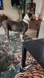 Reunited Male Dog last seen Rose Avenue, Beverly Hills, FL 34465