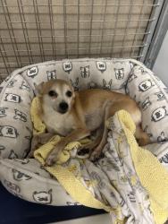 Lost Female Dog last seen Huntington dr and shenandoah rd near Lacy park, San Marino, CA 91108