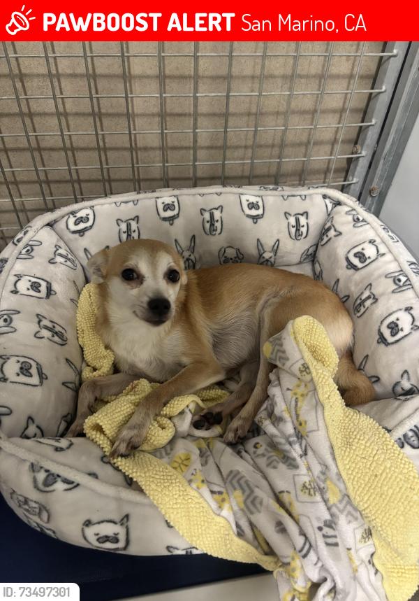 Lost Female Dog last seen Huntington dr and shenandoah rd near Lacy park, San Marino, CA 91108