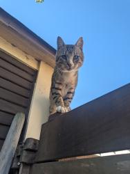 Reunited Male Cat last seen 61st and Racine, Oakland, CA 94609