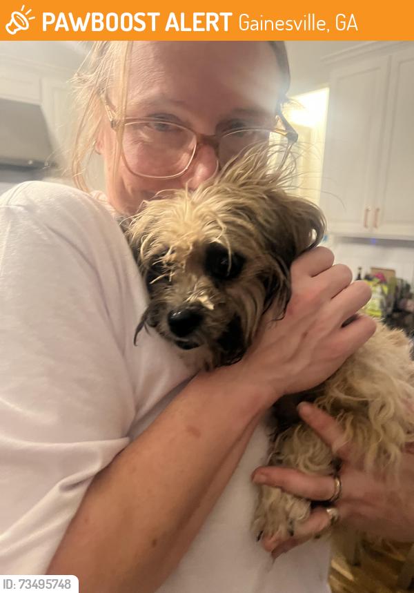 Found/Stray Female Dog last seen Gillsville hwy, Gainesville, GA 30507, Gainesville, GA 30507