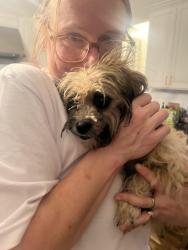 Found/Stray Female Dog last seen Gillsville hwy, Gainesville, GA 30507, Gainesville, GA 30507