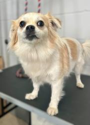 Reunited Female Dog last seen Grand and Avon, Saint Paul, MN 55105