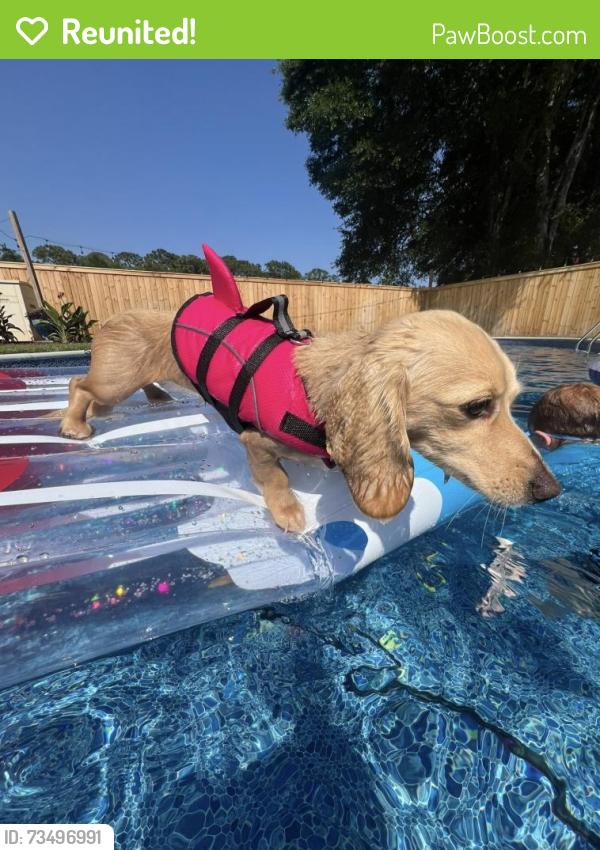 Reunited Female Dog last seen Scenic Highway & Creighton, Pensacola, FL 32504