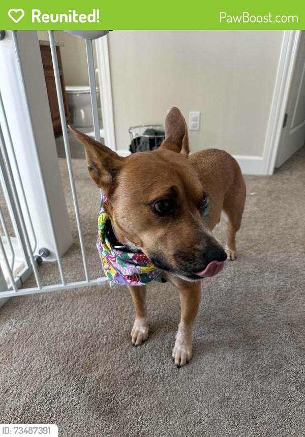 Reunited Female Dog last seen Winding Way San Carlos, San Carlos, CA 94070