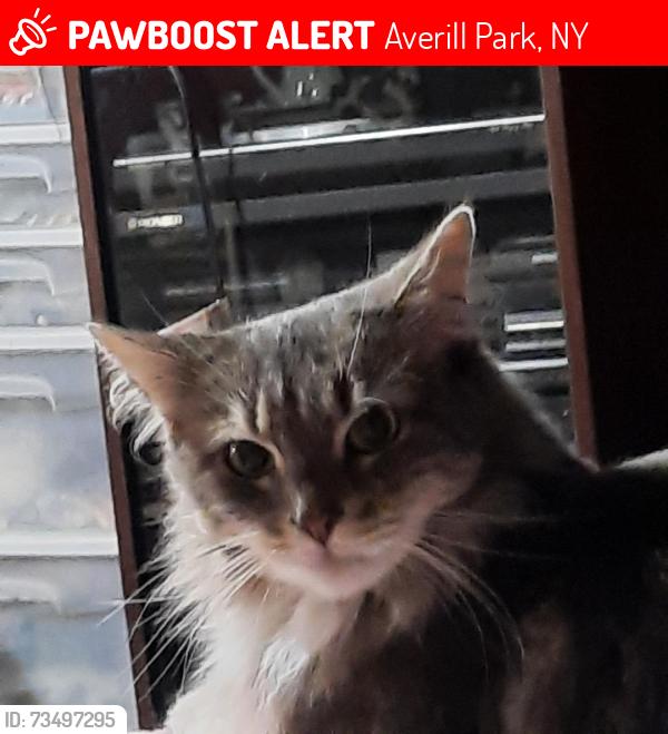 Lost Female Cat last seen Thais road Averill Park, Averill Park, NY 12018