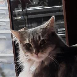 Lost Female Cat last seen Thais road Averill Park, Averill Park, NY 12018