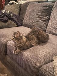 Reunited Male Cat last seen 76th court & Fullerton Elmwood Park, Elmwood Park, IL 60707