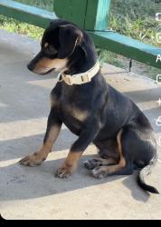 Lost Male Dog last seen Pine and Harvard, Tulsa, OK 74110