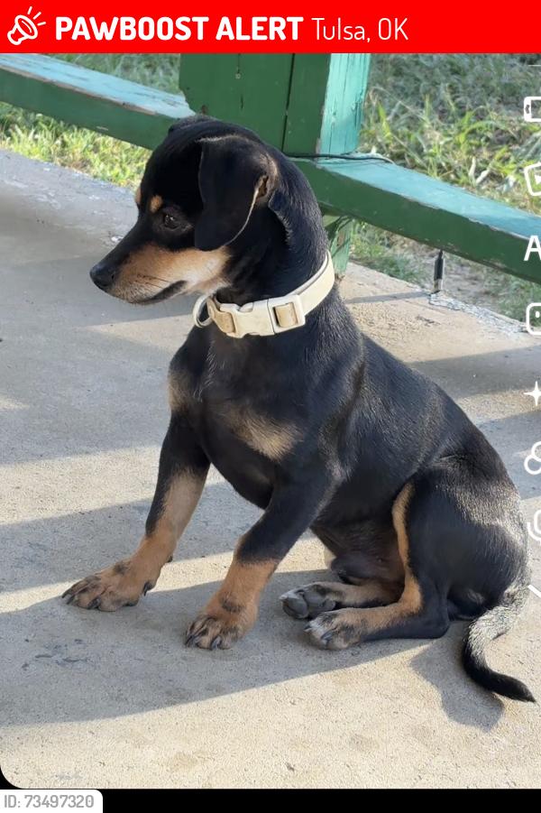 Lost Male Dog last seen Pine and Harvard, Tulsa, OK 74110