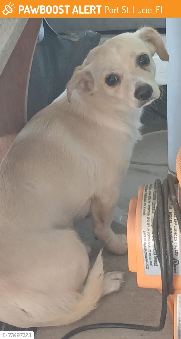 Found/Stray Female Dog last seen Masefield street, Port St. Lucie, FL 34953