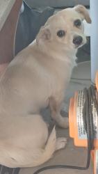 Found/Stray Female Dog last seen Masefield street, Port St. Lucie, FL 34953