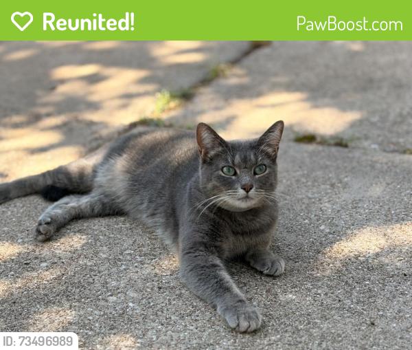 Reunited Female Cat last seen Pontiac Drive and Clover Park, Arlington, TX 76013