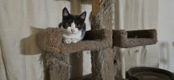 Found/Stray Unknown Cat last seen Mallory, Fontana, CA 92335