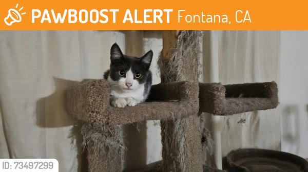 Found/Stray Unknown Cat last seen Mallory, Fontana, CA 92335