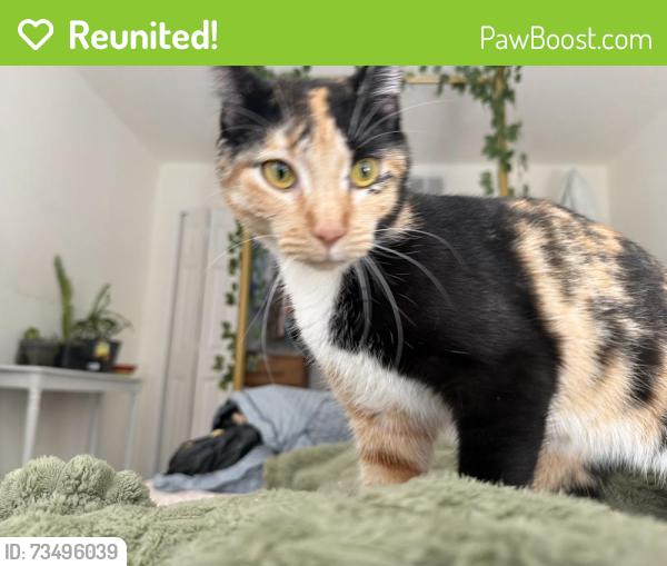 Reunited Female Cat last seen Dove and Barton, Rockledge, FL 32955