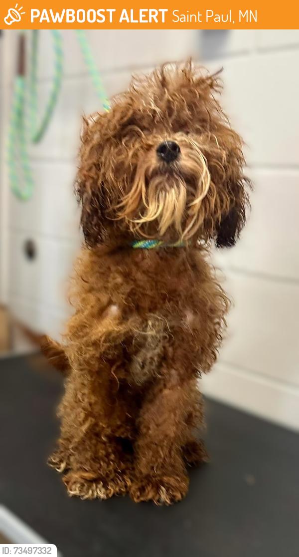 Found/Stray Male Dog last seen Old Hudson and Hazel, Saint Paul, MN 55119