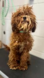 Found/Stray Male Dog last seen Old Hudson and Hazel, Saint Paul, MN 55119