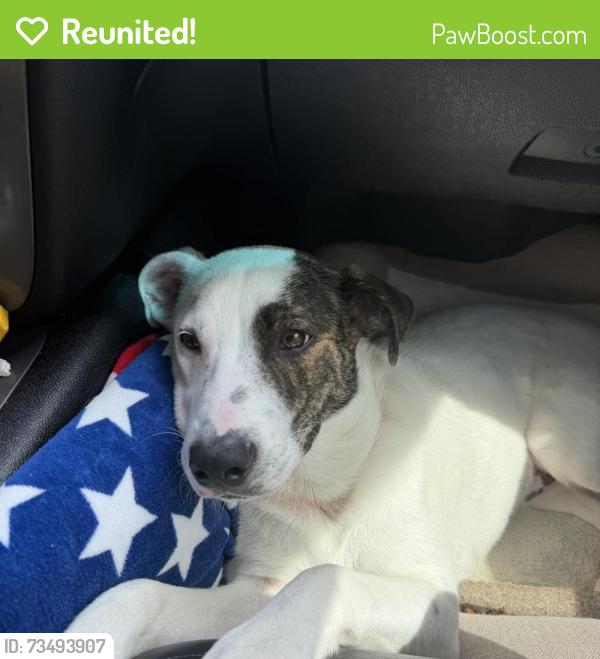 Reunited Male Dog last seen Near Wade St NE, Rome, GA 30161, USA, Rome, GA 30161