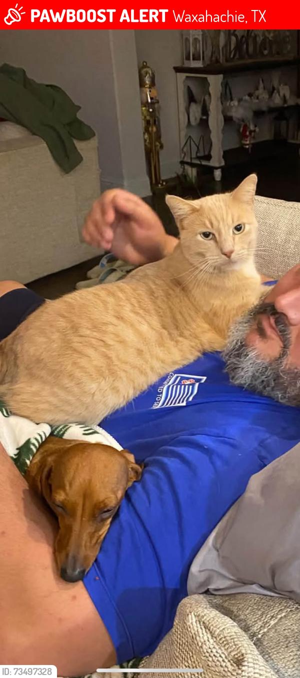 Lost Male Cat last seen Legacy ests - 1387/Ovilla Road, Waxahachie, TX 75167