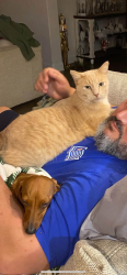 Lost Male Cat last seen Legacy ests - 1387/Ovilla Road, Waxahachie, TX 75167