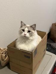 Lost Male Cat last seen Lost lake ave, Salem, OR 97301