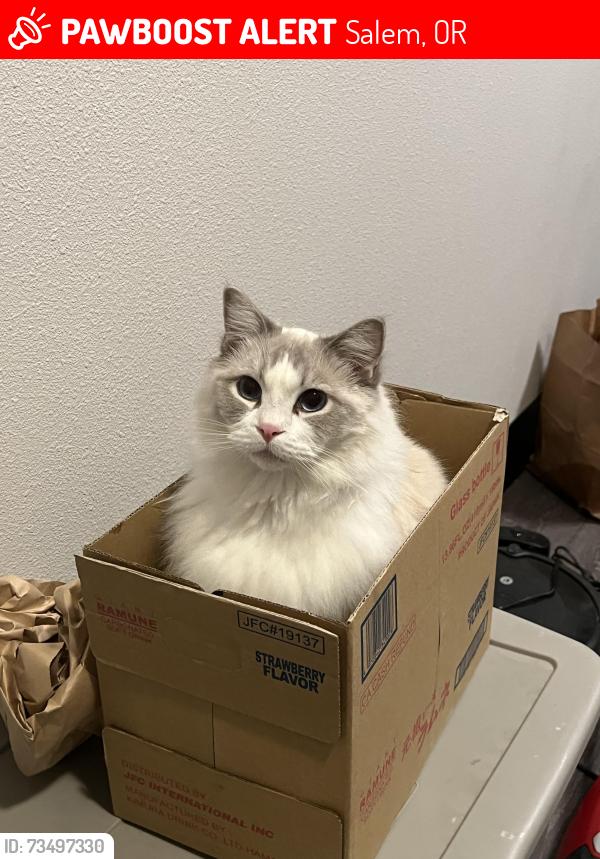 Lost Male Cat last seen Lost lake ave, Salem, OR 97301