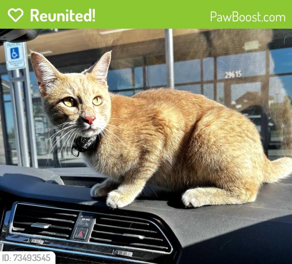 Reunited Female Cat last seen Fulbrook Neighborhood, Fulbrook, TX 77441