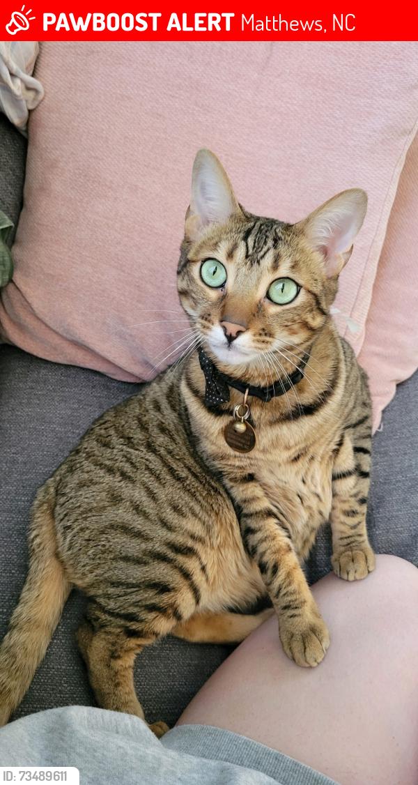 Lost Male Cat last seen Zelda lane and Idlewild road (i live on Zelda lane), Matthews, NC 28105