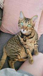 Lost Male Cat last seen Zelda lane and Idlewild road (i live on Zelda lane), Matthews, NC 28105