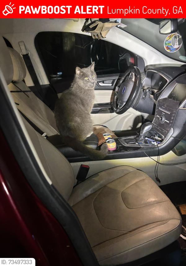 Lost Male Cat last seen Ben Higgins rd, Lumpkin County, GA 30533