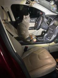 Lost Male Cat last seen Ben Higgins rd, Lumpkin County, GA 30533