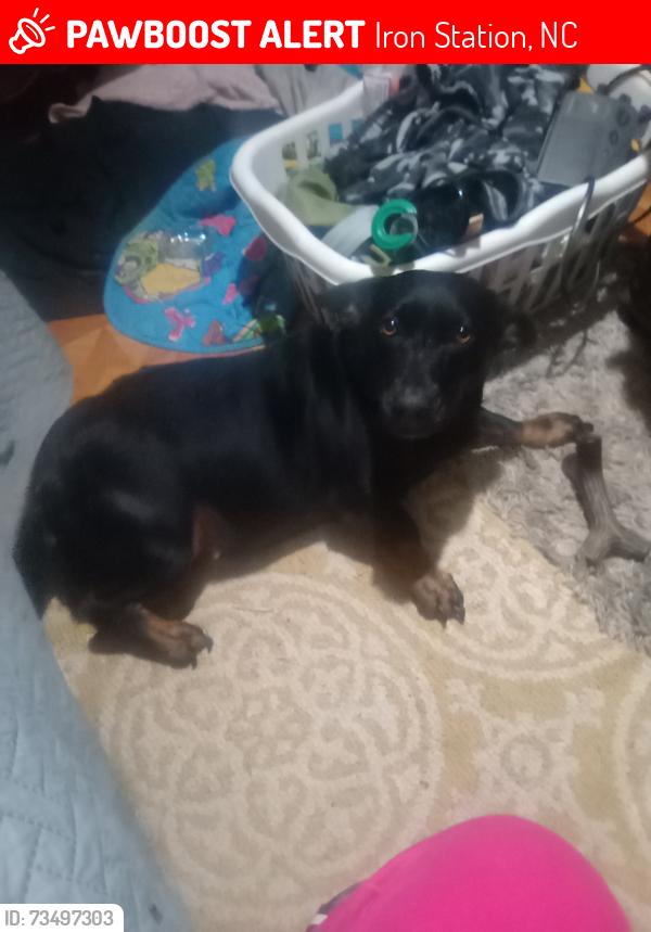 Lost Female Dog last seen Near Stone Brook Dr Iron Station Nc, Iron Station, NC 28080