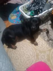 Lost Female Dog last seen Near Stone Brook Dr Iron Station Nc, Iron Station, NC 28080