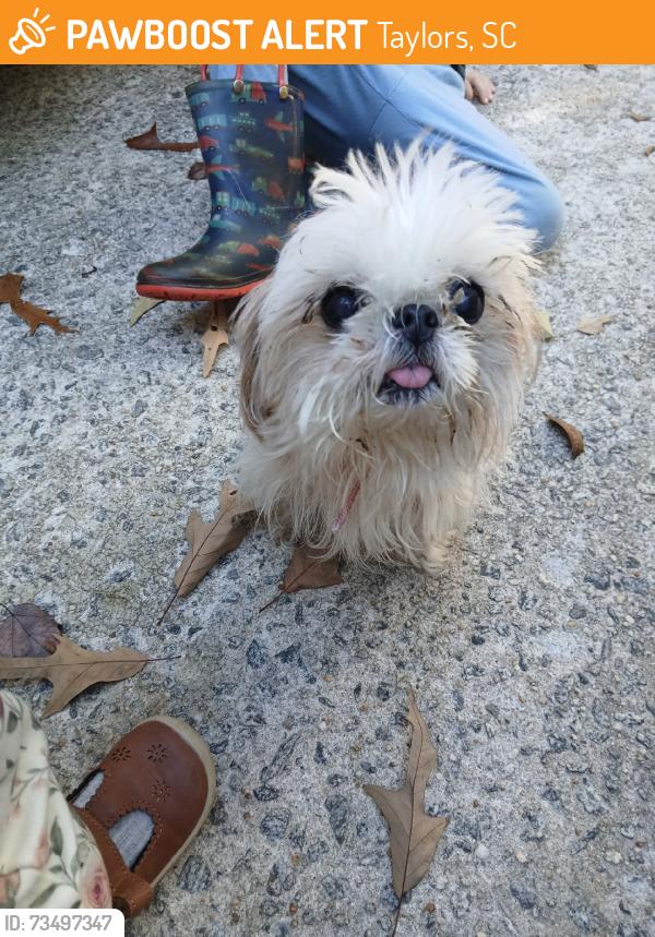 Found/Stray Unknown Dog last seen Amy lane, Taylors, SC 29687