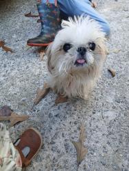 Found/Stray Unknown Dog last seen Amy lane, Taylors, SC 29687