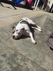Found/Stray Female Dog last seen Pitts school road concord nc, Concord, NC 28027