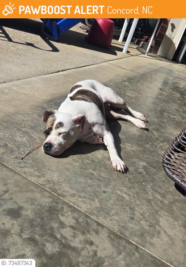 Found/Stray Female Dog last seen Pitts school road concord nc, Concord, NC 28027