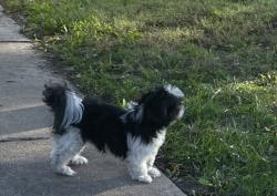 Found/Stray Male Dog last seen 22nd & J St, Omaha, NE 68107
