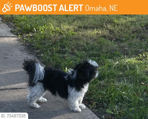 Found/Stray Male Dog last seen 22nd & J St, Omaha, NE 68107