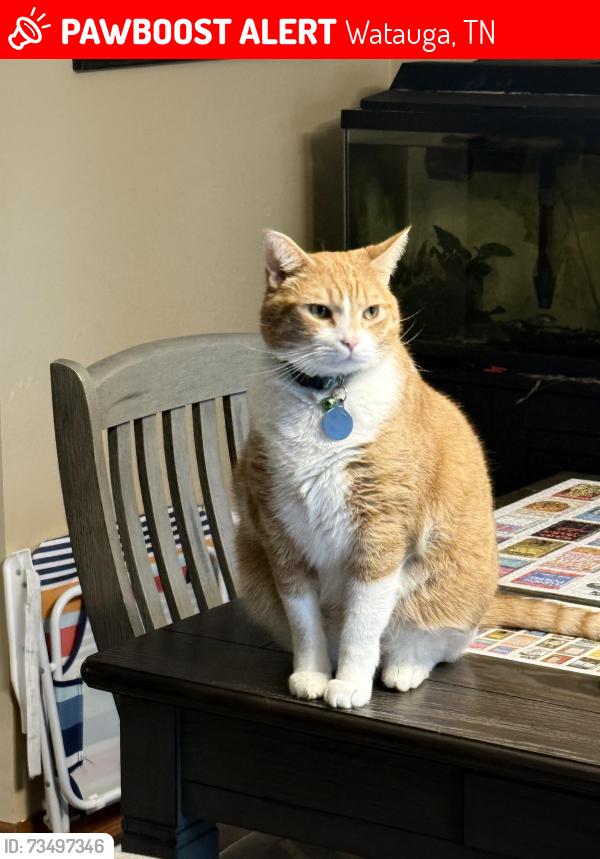 Lost Male Cat last seen Dogwood lane and maple tree lane, Watauga, TN 37694