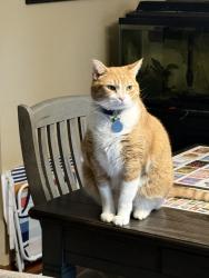 Lost Male Cat last seen Dogwood lane and maple tree lane, Watauga, TN 37694
