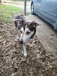 Reunited Male Dog last seen Arkansas Lane Ambassador Row, Dalworthington Gardens, TX 76013