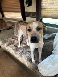 Reunited Male Dog last seen Coneross creek road, Seneca, SC 29678