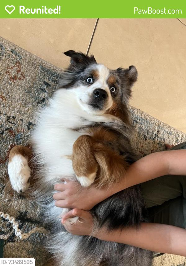 Reunited Male Dog last seen W FM 2147, Horseshoe Bay, TX 78657